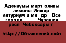 Адениумы,мирт,оливы,лимоны,Инжир, антуриум и мн .др - Все города  »    . Чувашия респ.,Чебоксары г.